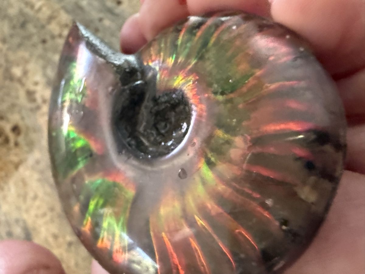 Fossili: Ammonite Ammolith echt – Nuovo (secondo la descrizione) da Oberhof venduto da RealStone 2