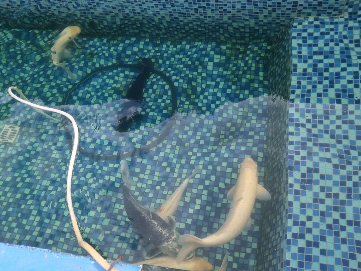 Vélos: Fische günstig abzugeben – D'occasion à Luzern par kim_q2k2 4
