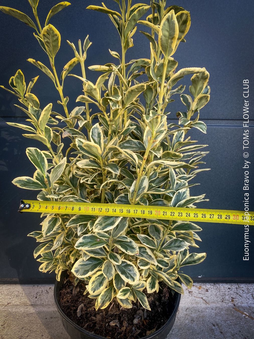 Pflanzen & Samen: Euonymus Japonicus ‘Aureus’ oder 'Bravo' - immergrün – Neu und originalverpackt aus Adliswil von TAKEYOURPLANT 2