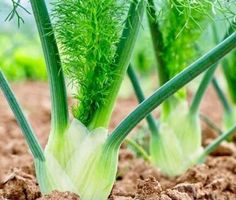Fenchel “Romanesco” 50 SAMEN