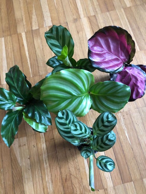 Calathea Mini mix mit 5Pflanzen | Kaufen auf Ricardo