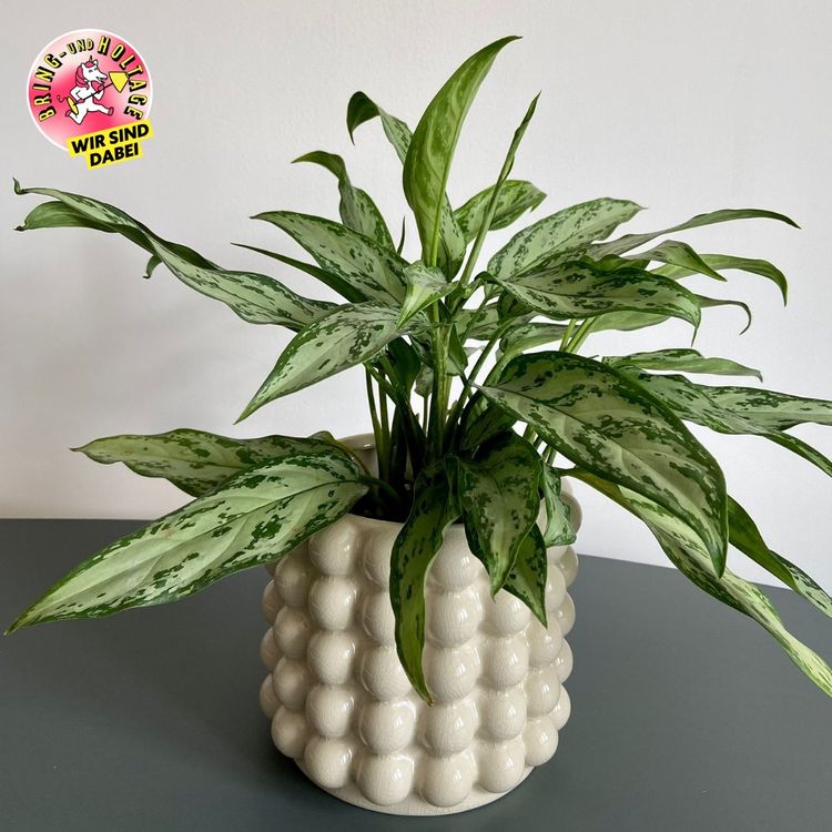 Aglaonema Silver Queen Kolbenfaden inkl. Übertopf Kaufen auf Ricardo
