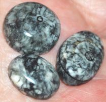 Cabochon Set L-775 – Orthoceras Fossil – 3 Stück