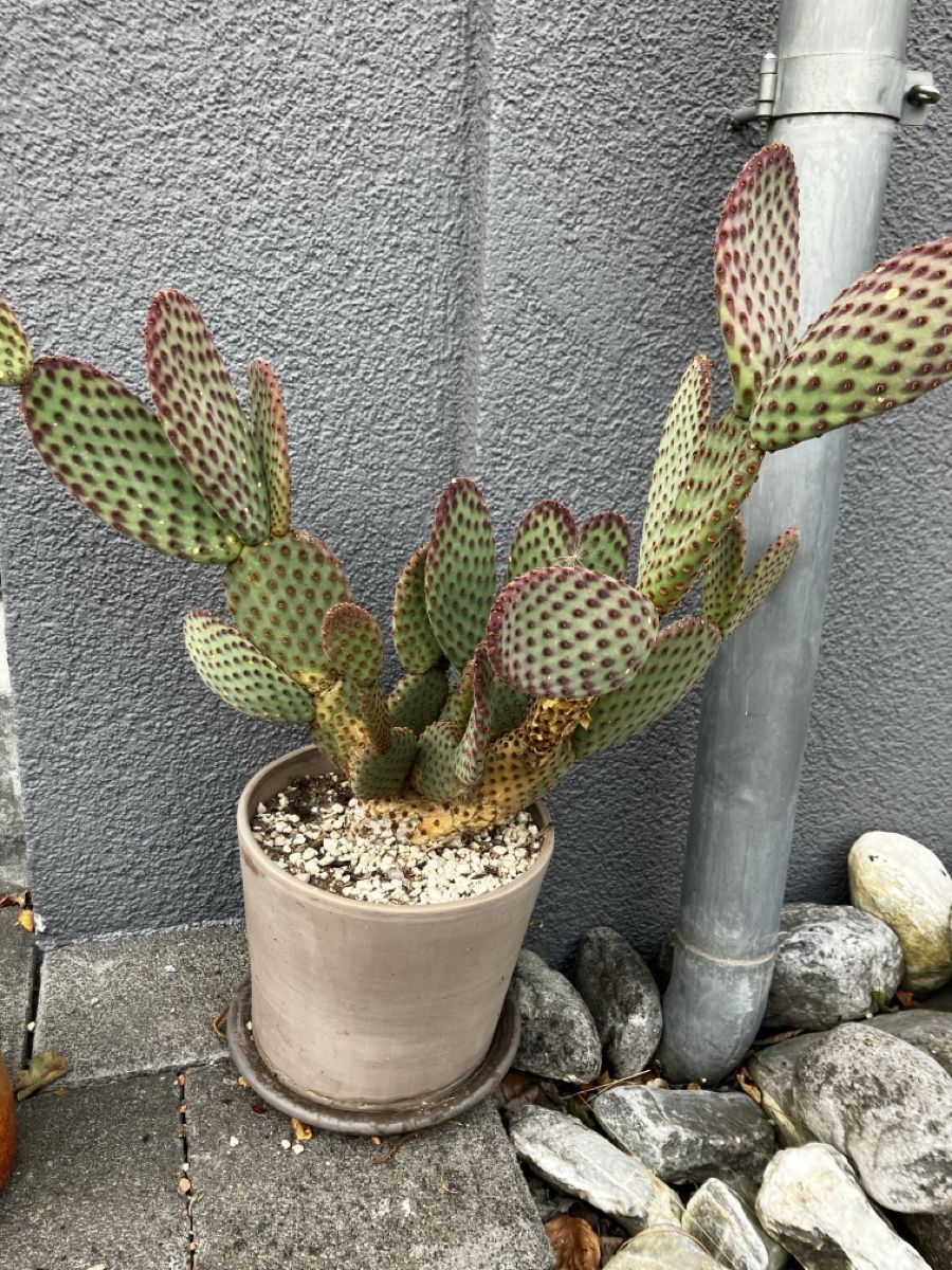 Plantes & graines: Ohren Kaktus im Topf – D'occasion à Wittenbach par ant_9ykk