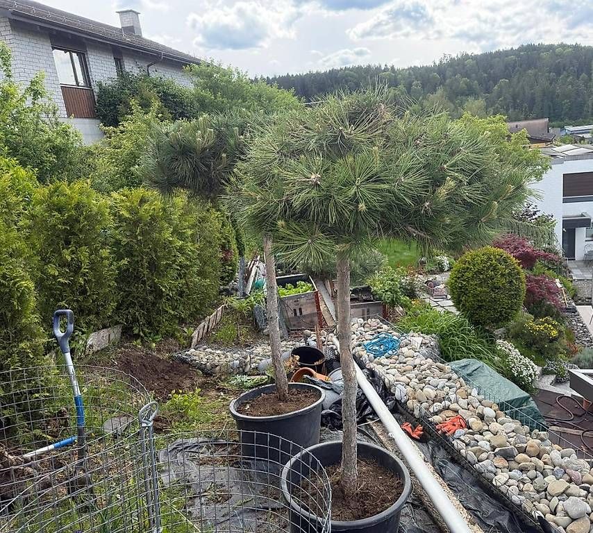 Piante & sementi: Kiefer Pinus Nigra – Usato da Elsau venduto da Ayna 4