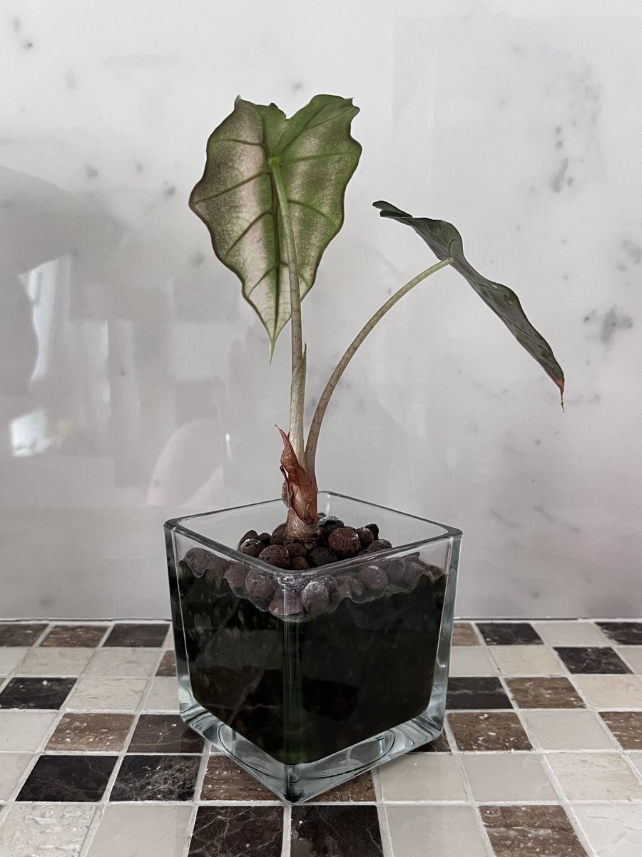 Piante & sementi: Alocasia Polly Pink variegata  – Usato da Lugano venduto da The_Botanists 2