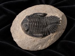 Wunderschönes grosses Tribolit-Fossil 