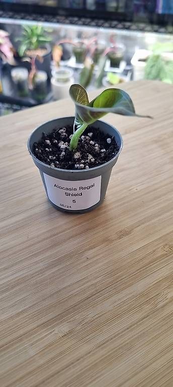 Piante & sementi: Alocasia Regal Shield baby 5 – Usato da Wallenwil venduto da LadyLeaf_Ellis1