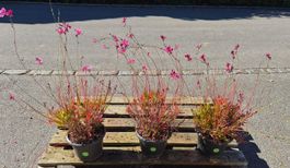 Gaura lindheimeri – Prachtkerze pink, 3er-Set