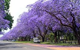 Palisanderholzbaum - Jacaranda mimosifolia - 1 Pflanze