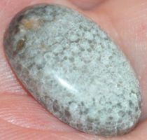 Cabochon L-721 – Helles Schlangen Fossil - 22x13mm