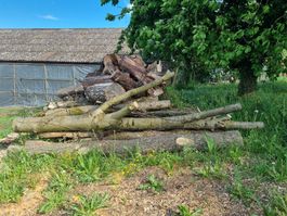 Baumstamm Esche mit Vergabelung und Ästen