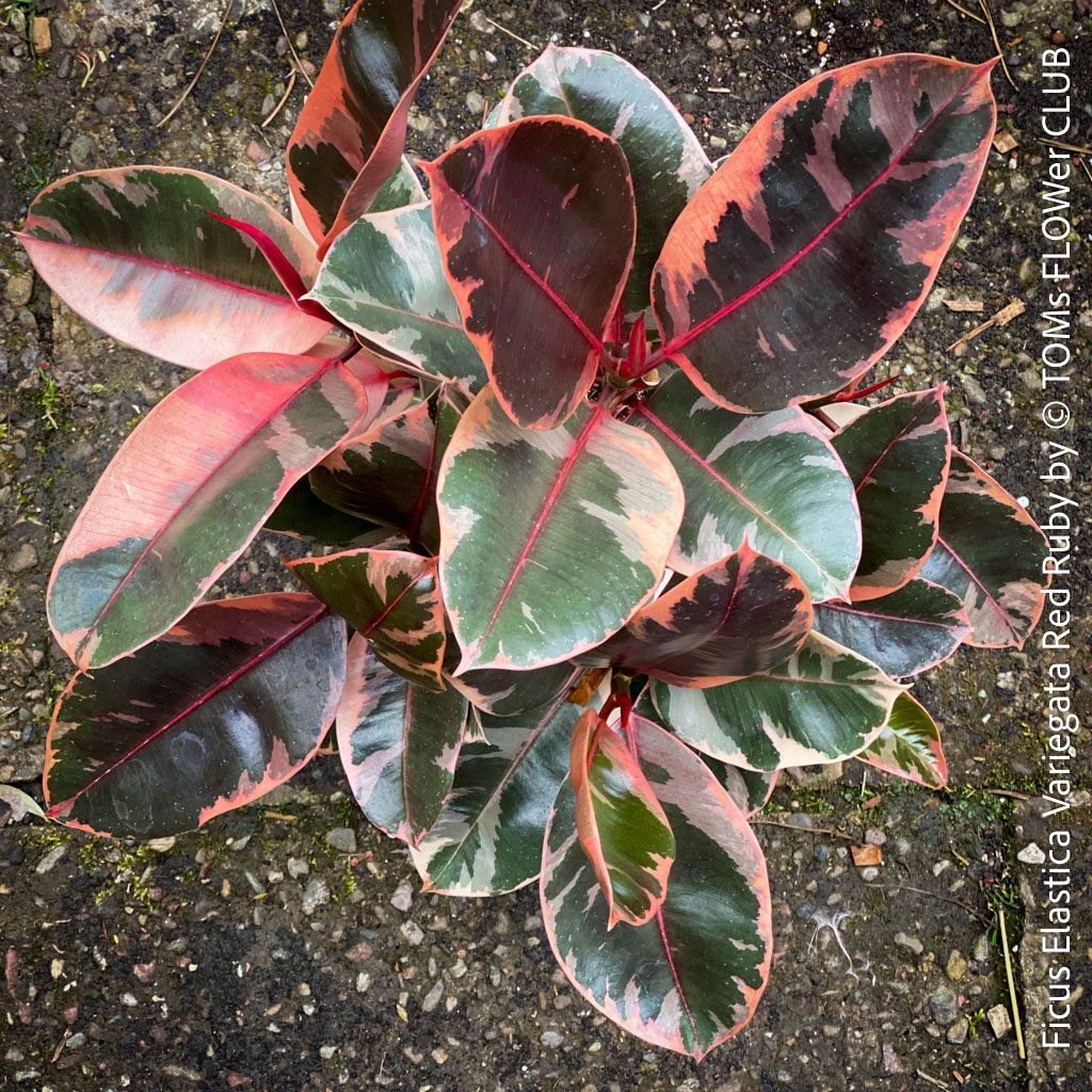 Piante & sementi: Ficus Elastica Variegata Red Ruby mehrfach verzweigter Baum – Nuovo e nell'imballaggio originale da Adliswil venduto da astom369