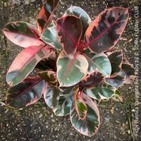 Ficus Elastica Variegata Red Ruby mehrfach verzweigter Baum