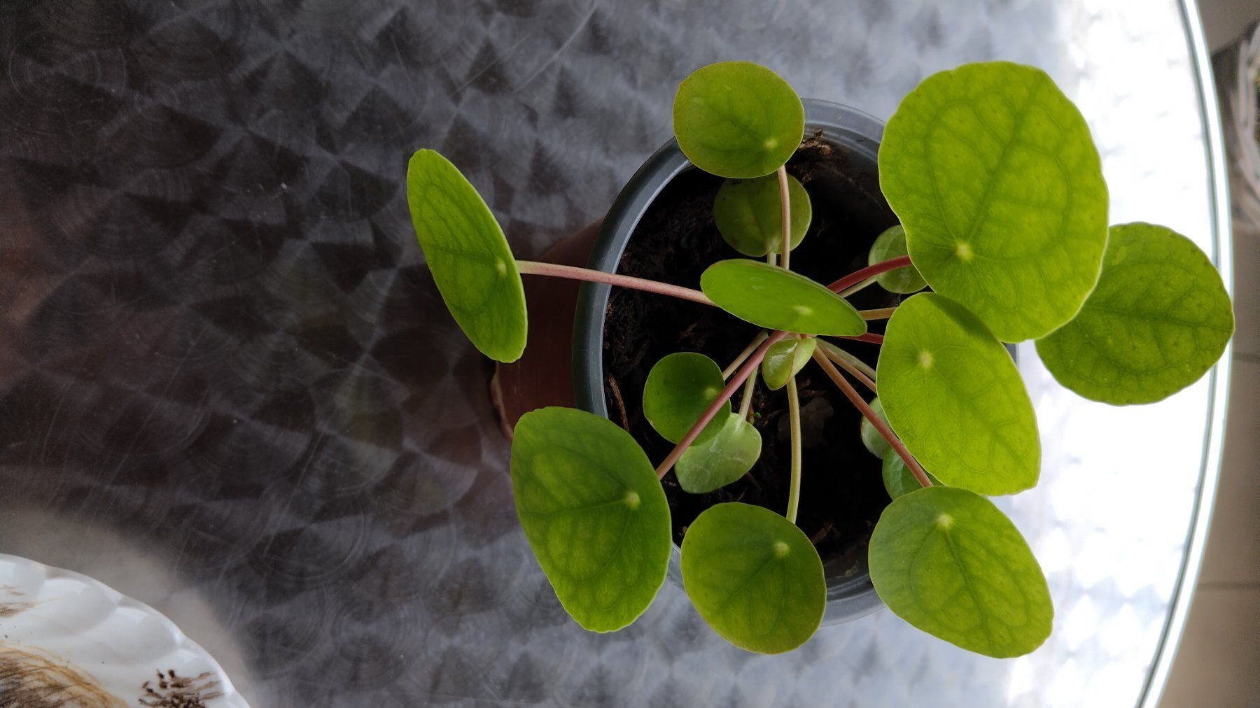 Piante & sementi: UFO Pilea Pflanze. – Usato da Schaffhausen venduto da Brockisky