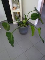 Grünpflanze Strelitzia mit TOPF     vulkansubstraht 30 cm