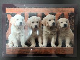 Hunde Lern-Puzzle NEU