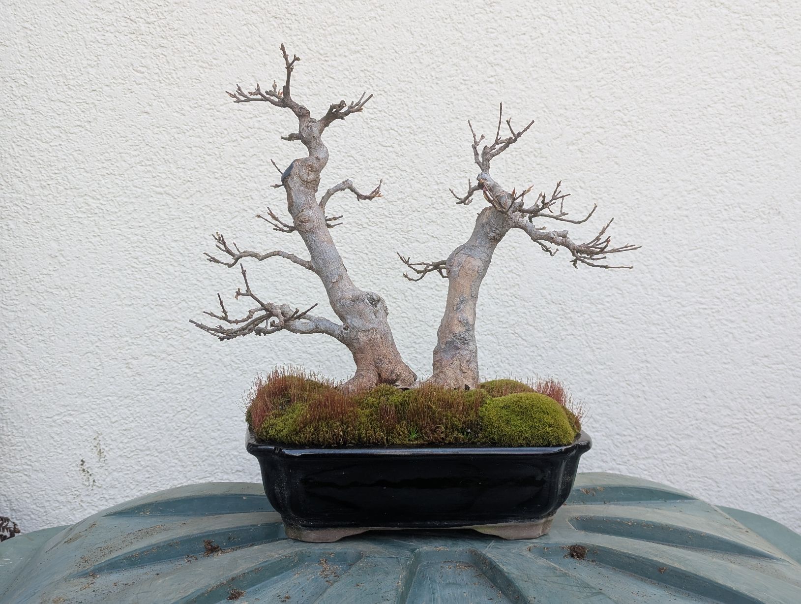 Dreispitzahorn Bonsai (Gebraucht) in Hergiswil NW fr CHF 300  mit  Lieferung auf Ricardo kaufen
