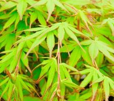 Ab 6.- fr !!! 5 SAMEN JAPANISCHER GRÜNER AHORN