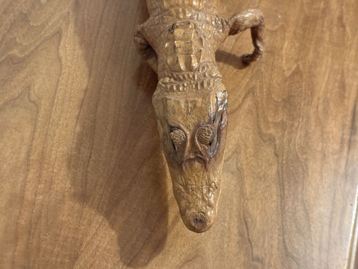 Il mondo degli animali: Ancien caïman empaillé – Usato da Sierre venduto da OCNL 3