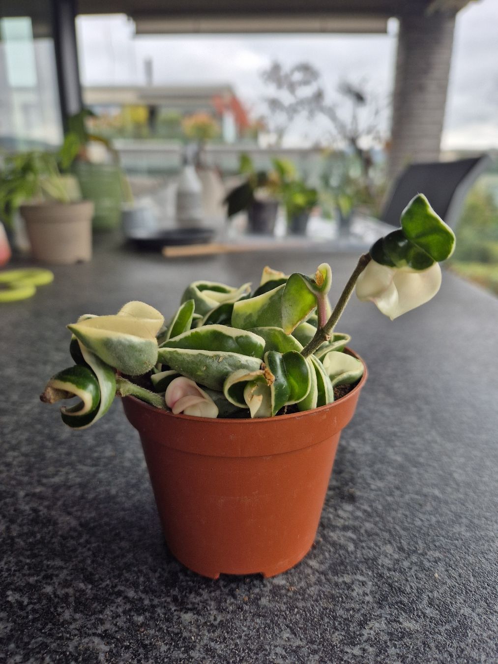 Pflanzen & Samen: Hoya compacta carnosa variegata – Gebraucht aus Urtenen-Schönbühl von Pflanzenherberge 1