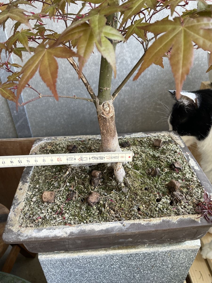 Piante & sementi: Ahorn Bonsai – Usato da Thun venduto da Pesche555 2