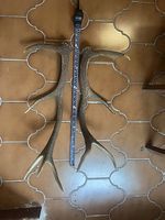 Corna di cervo 60 cm