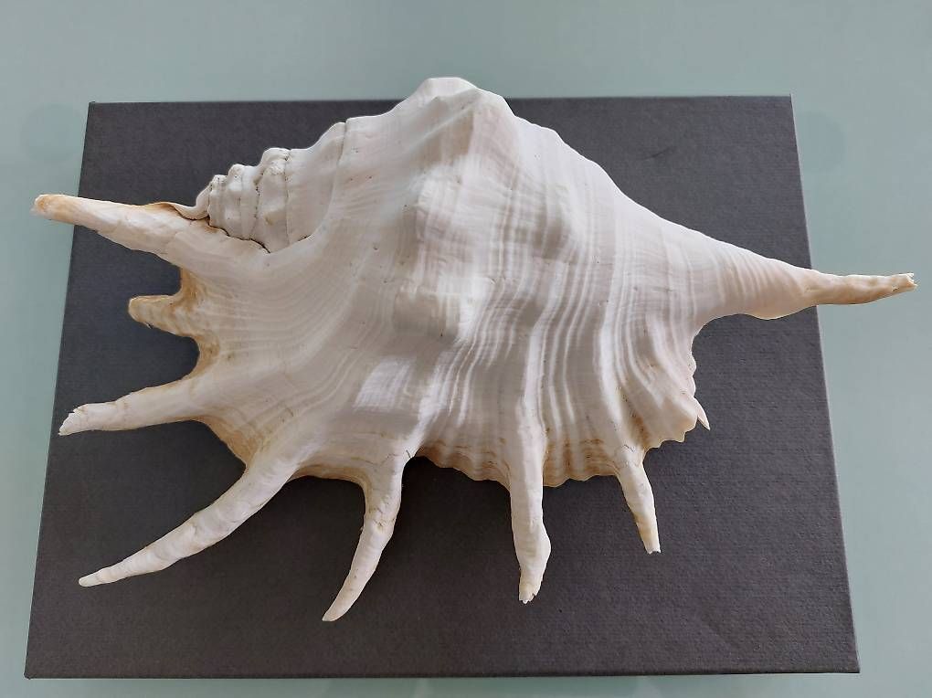 Fossili: Le lambis, coquillage de la Mer Rouge – Usato da Martigny venduto da paquito60 2