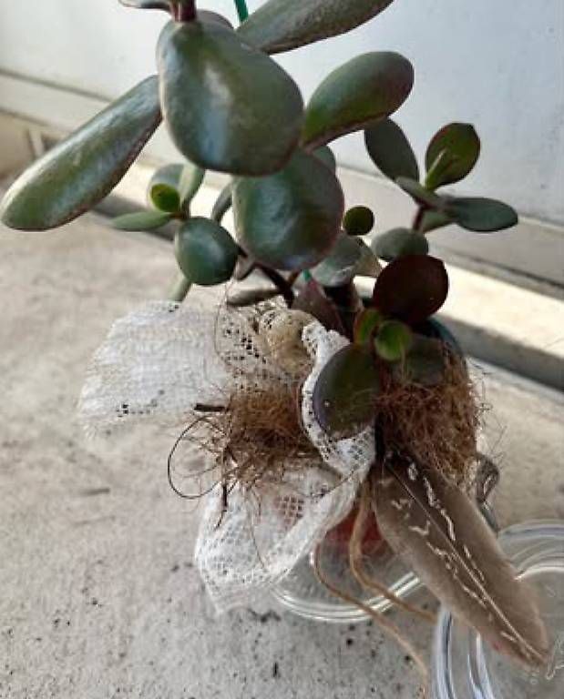 Plantes & graines: Glückspflanze im Glas  – Neuf avec emballage d'origine à Frauenfeld par Irene.Schuppli 4