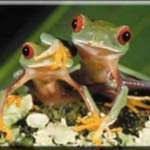 Profile image of Froggy63