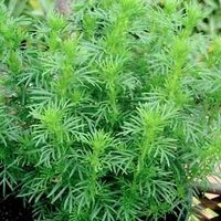 Oeillet Réglisse - Tagetes filifolia Délicieux ( 2 plants )