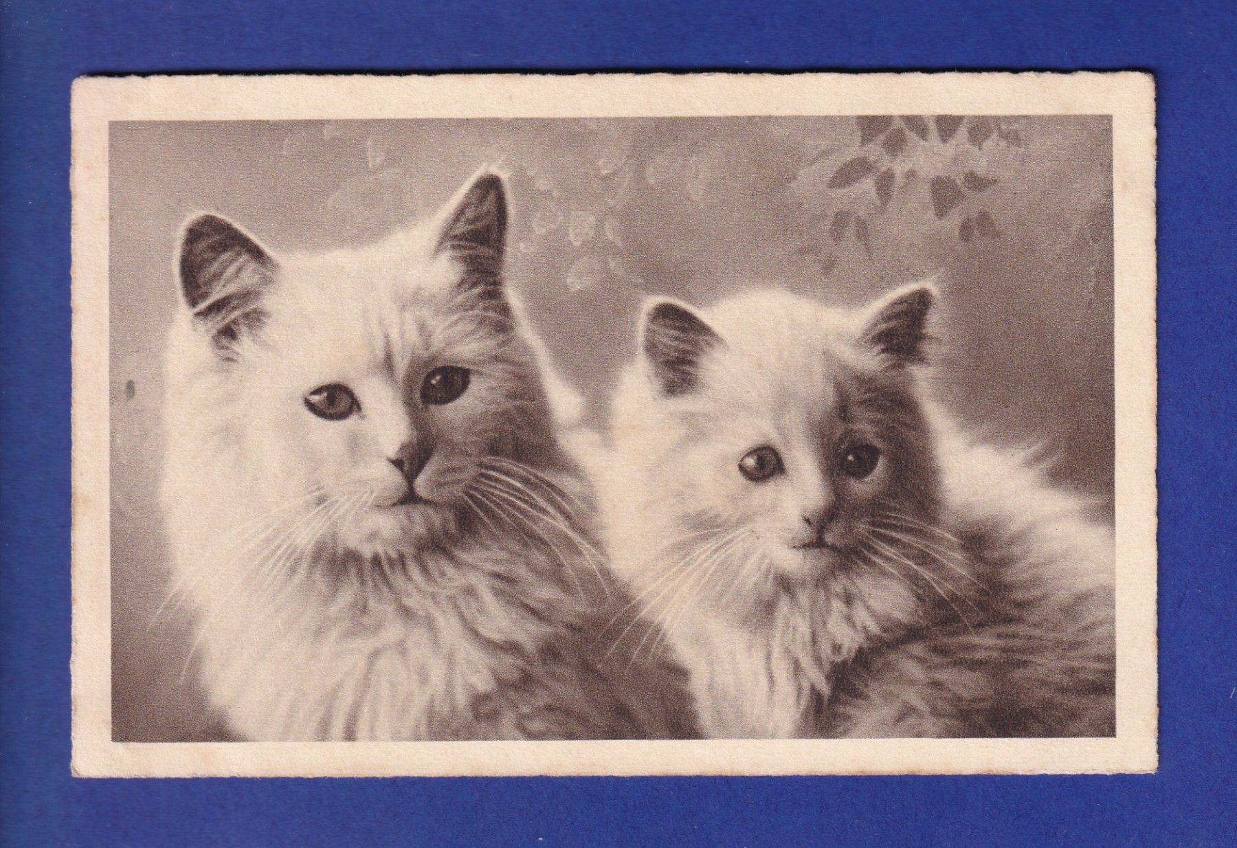 Ansichtskarten: CHAT - 2 chats blancs – Gebraucht aus Pully von nicecards-shop