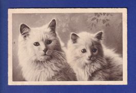 CHAT - 2 chats blancs