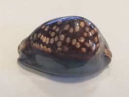 Mauritia Mauritiana Buckelschnecke Buckelkauri Muschel 7,6cm