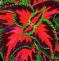 50 SAMEN -2019 VON “RAINBOW COLEUS MIX”