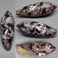 EINMALIGE CONUS AULICUS,-MUSCHEL,--2.)-114,1 MM,-SEHR GROSS