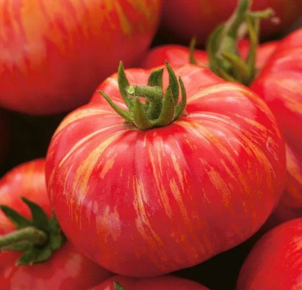 Piante & sementi: Tiger-TOMATE Duo/ 10 Samen – Nuovo (secondo la descrizione) da Hinteregg venduto da ERFOLG78