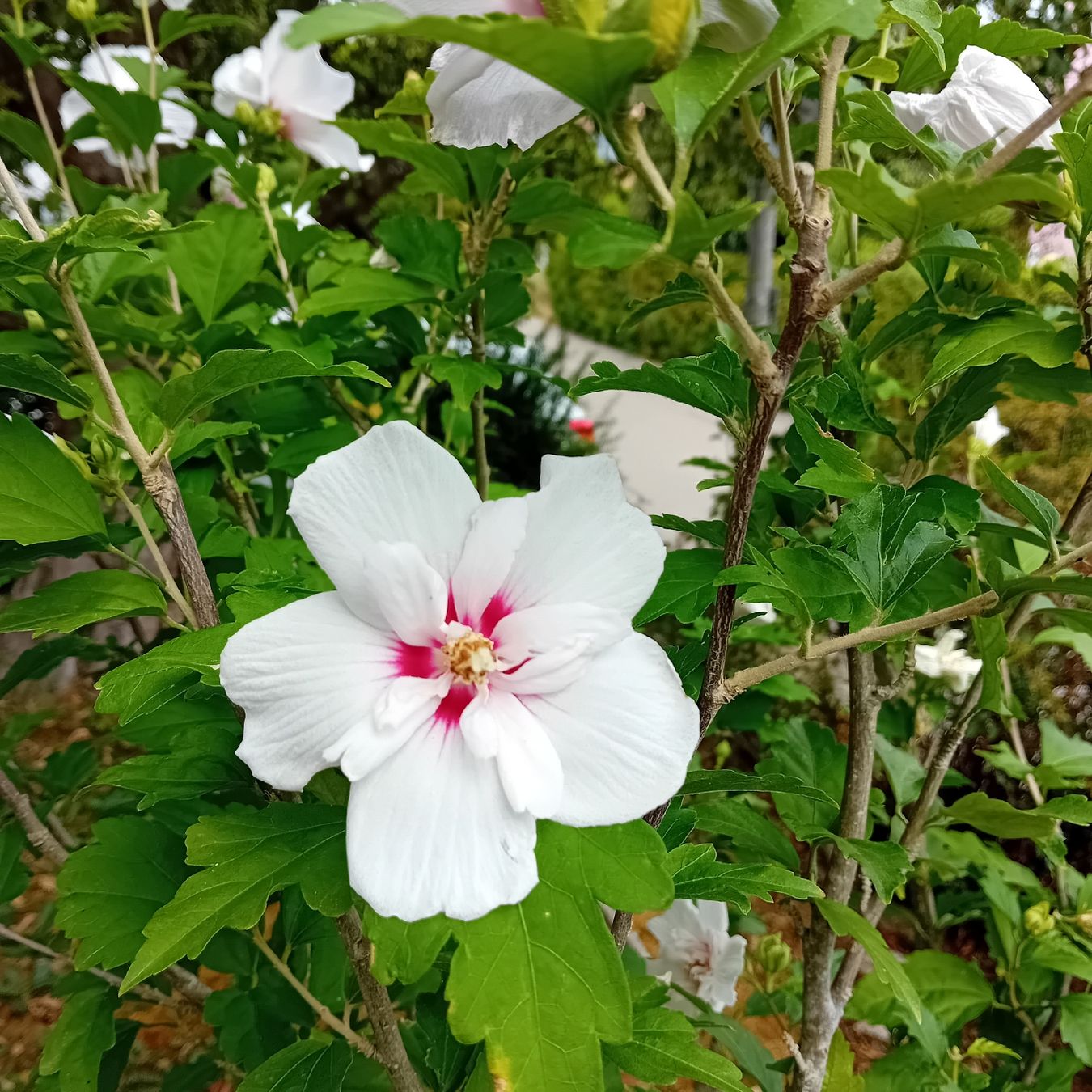 Piante & sementi: Hibiskus-Staude, ca. 1.70 hoch – Usato da Witterswil venduto da hele04 3