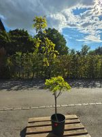 Wisteria ‘Black Dragon’ –wunderschöner Japanischer Blauregen