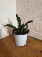 Trichocentrum lanceanum