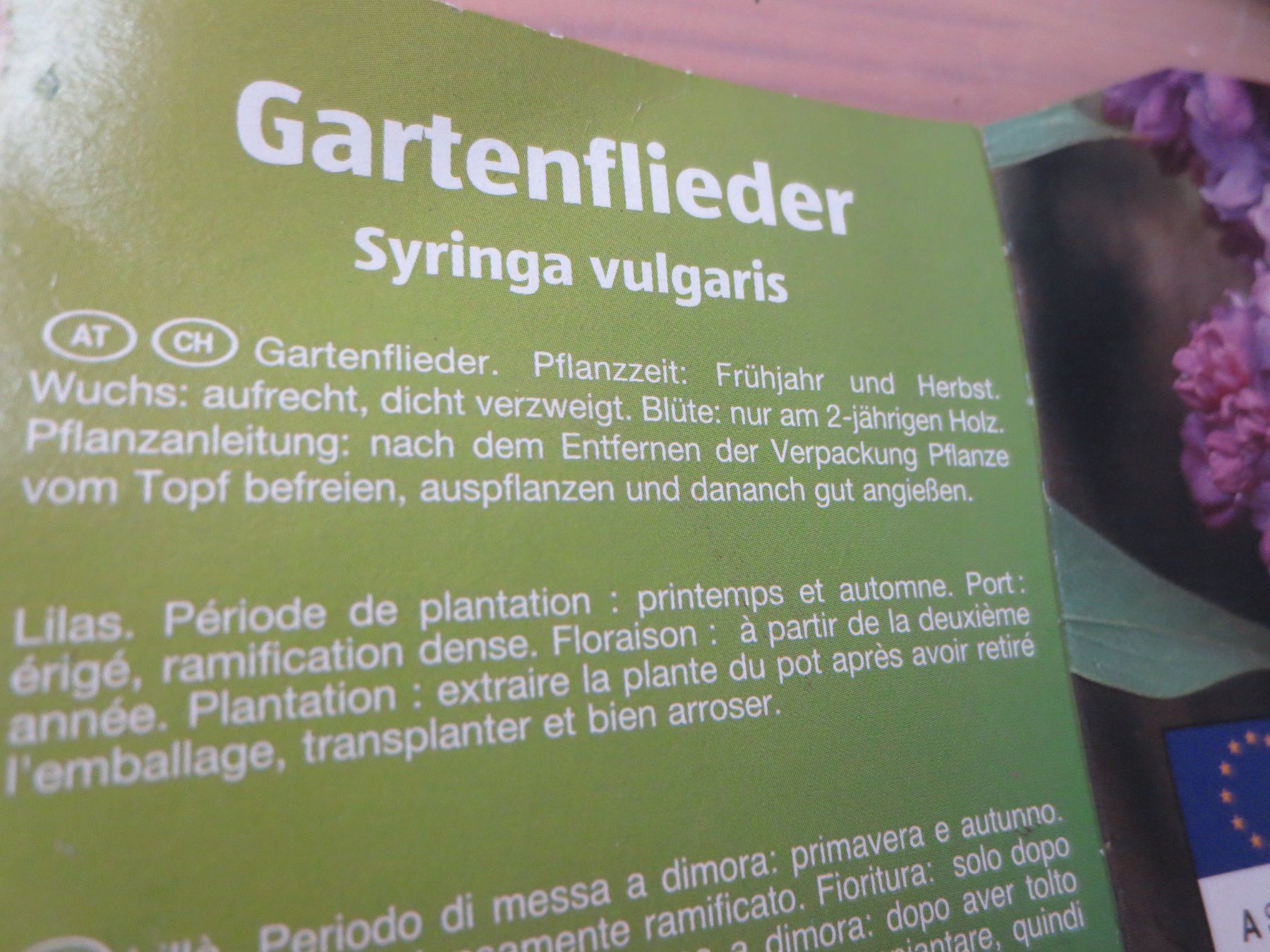 Piante & sementi: Gartenfliederr violett, ohne Topf – Usato da Horgen venduto da hkek01 2