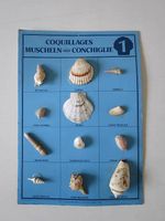 Mondo Muscheln nr. 1