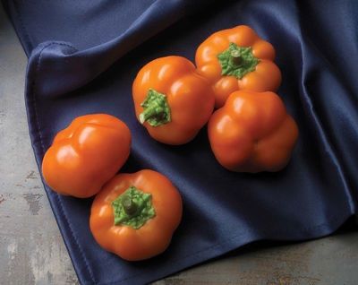 Piante & sementi: 50 Samen Paprika  TOPEPO GIALLO süss – Nuovo (secondo la descrizione) da Ehrendingen venduto da VerveinaSamen 2