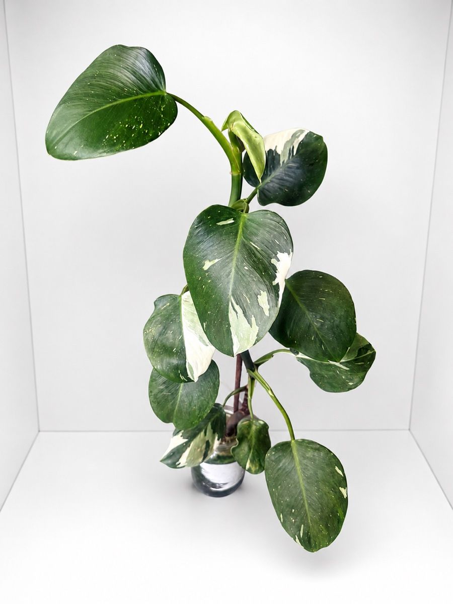 Piante & sementi: Philodendron White Princess (L-XL)  – Nuovo (secondo la descrizione) da Eglisau venduto da Plantwithjoy