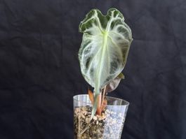 Alocasia Venom