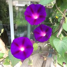 Profile image of SCHATZtruhe_369