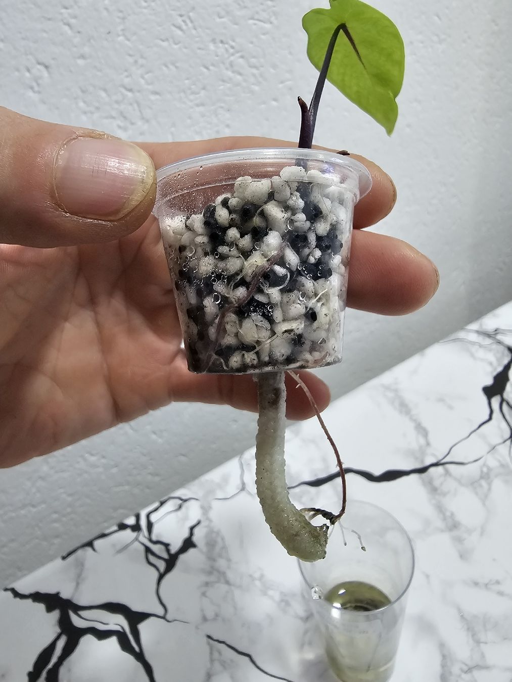 Pflanzen & Samen: Alocasia Black Stem – Neu (gemäss Beschreibung) aus Utzenstorf von Dac_mk 2