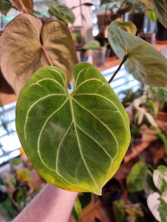 Anthurium king of spades Kaufen auf Ricardo