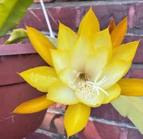 Epiphyllum „Kiwi honey gem“ Blattkaktus Epicactus