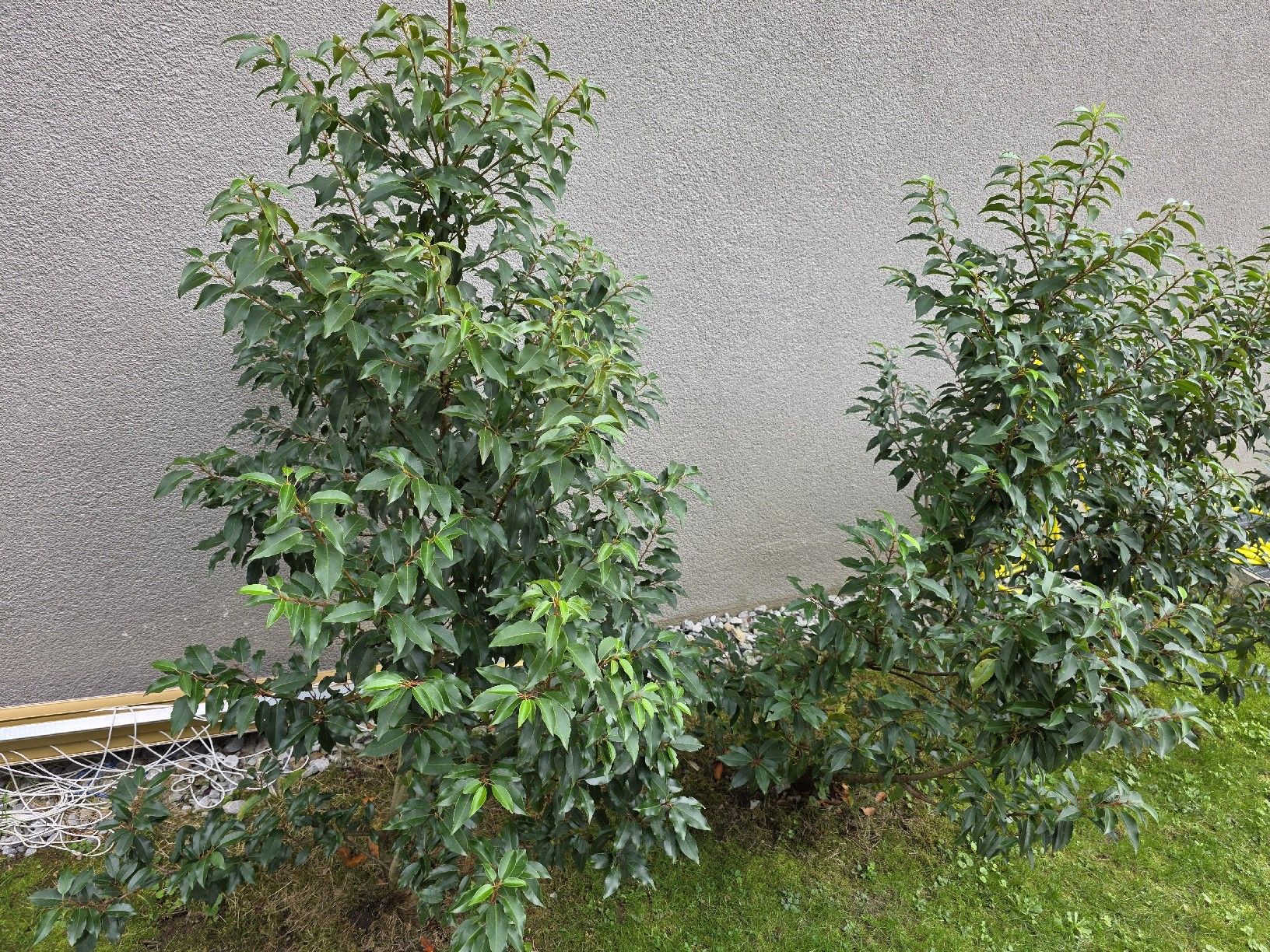 Pflanzen & Samen: Angustifolia Pflanze grün – Gebraucht aus Ennetbühl von jap_crx7 1